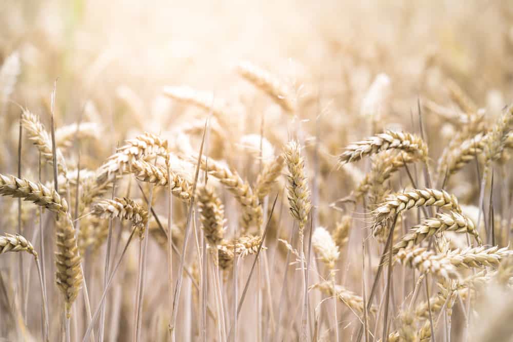 closeup-selective-focus-shot-beautiful-wheat-field-sunny-day