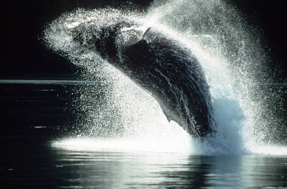 humpback-whale-coming-up-for-air