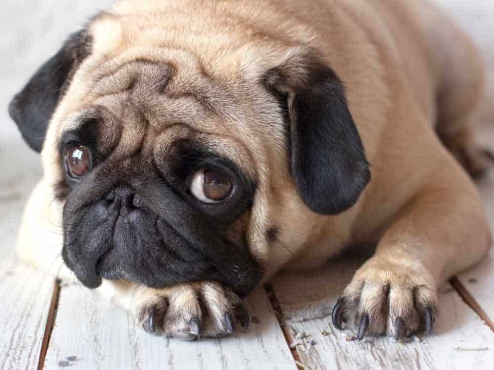 Sad pug dog with big eyes lying on the wooden floor