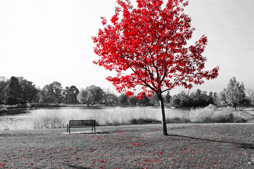 black and white red tree