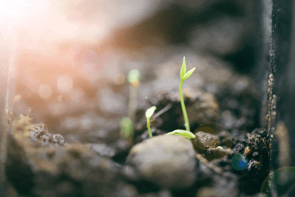 seedling grows in earth