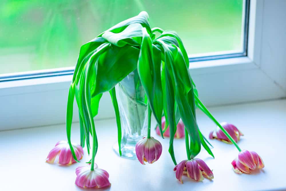 wilted-died-tulips-windowsill-hot-day