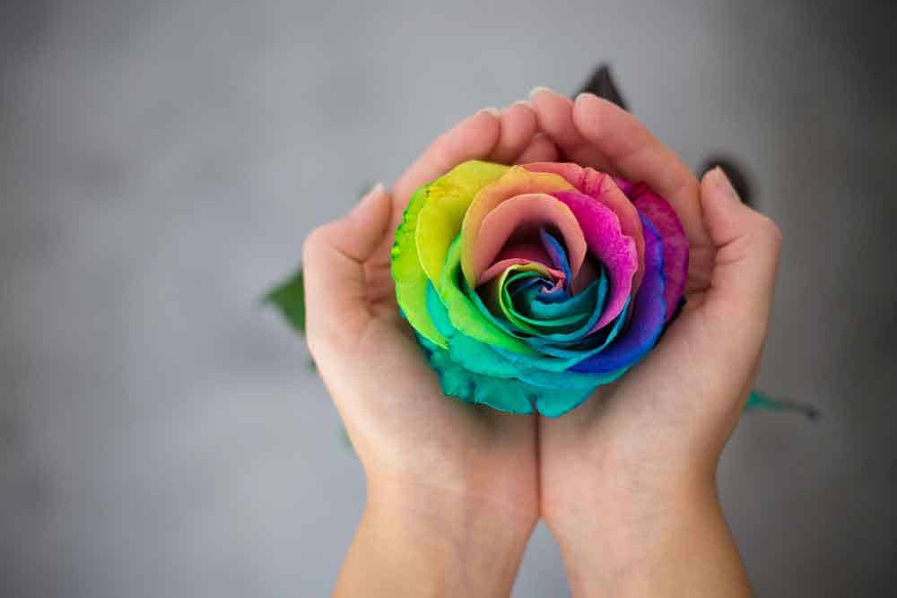 hand holding rainbow rose