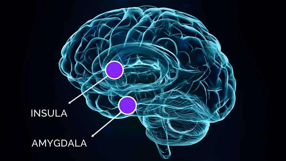 insula-and-amygdala