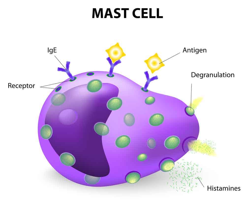 mast-cells
