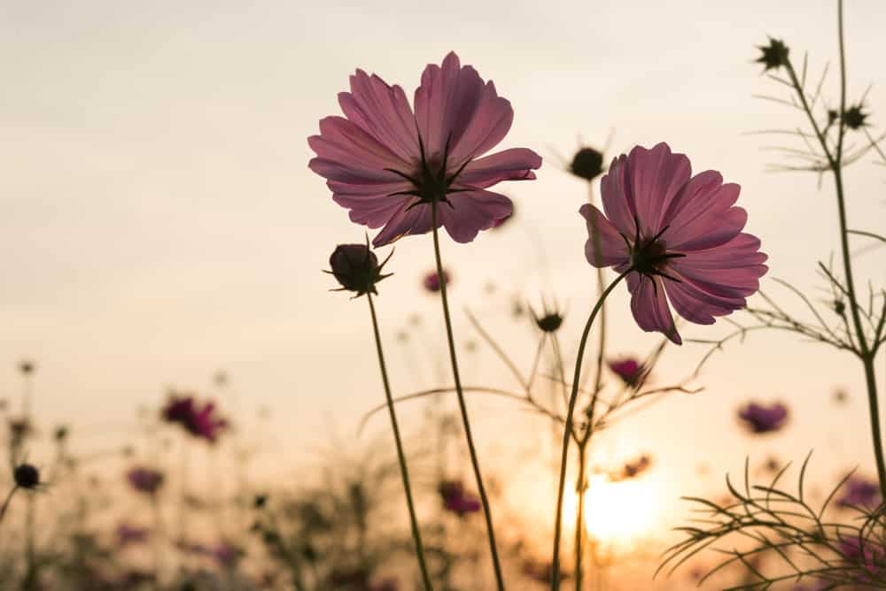 pink-flowers-silhoutte