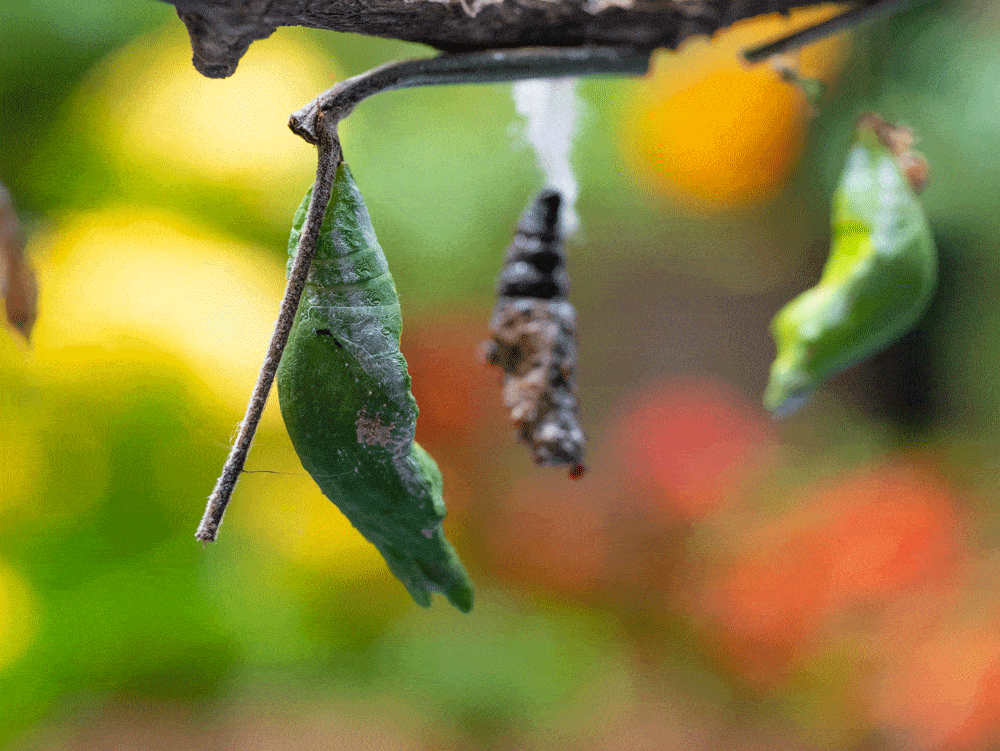 green-hanging-pupa