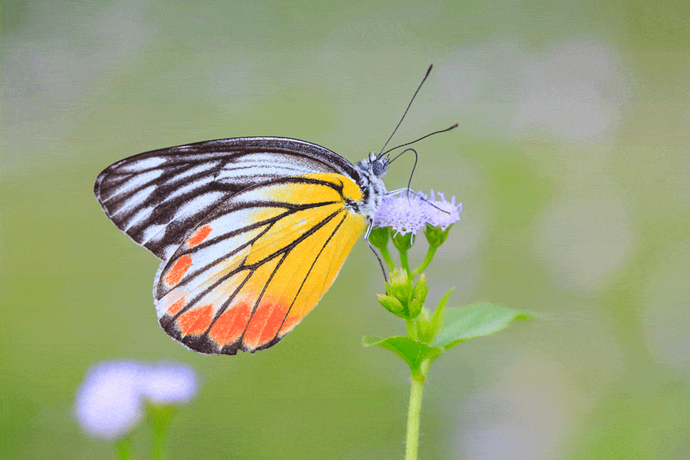 monarch-butterfly-on-flower