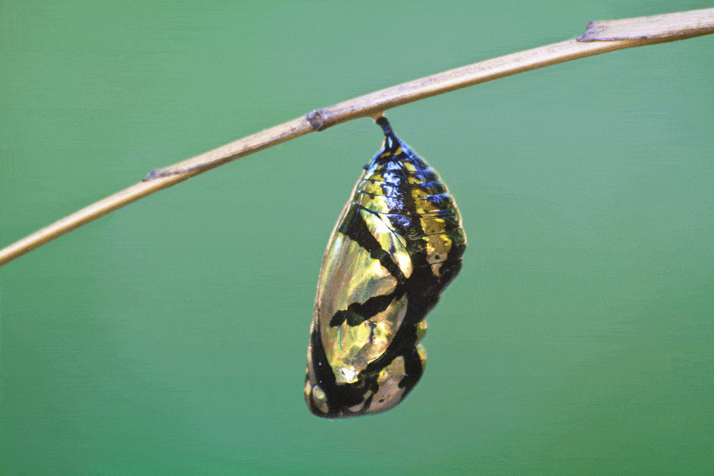monarch-chrysalis-on-branch