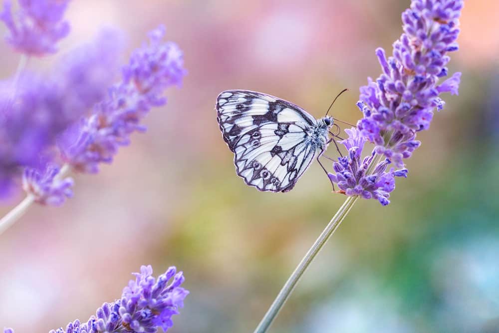 beautiful-black-white-butterfly-sitting-purple-lavender-