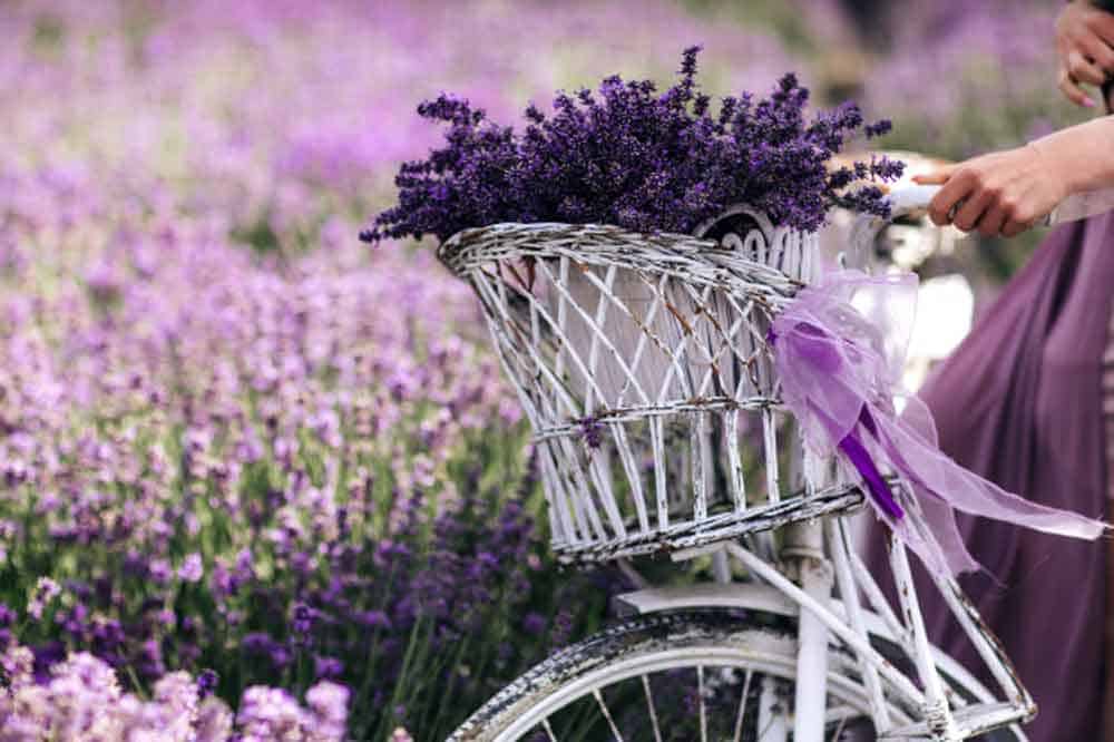 bouquet lavender basket-bicycle-lavender field