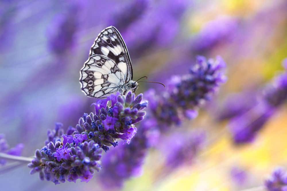 butterfly-sitting-purple-flower