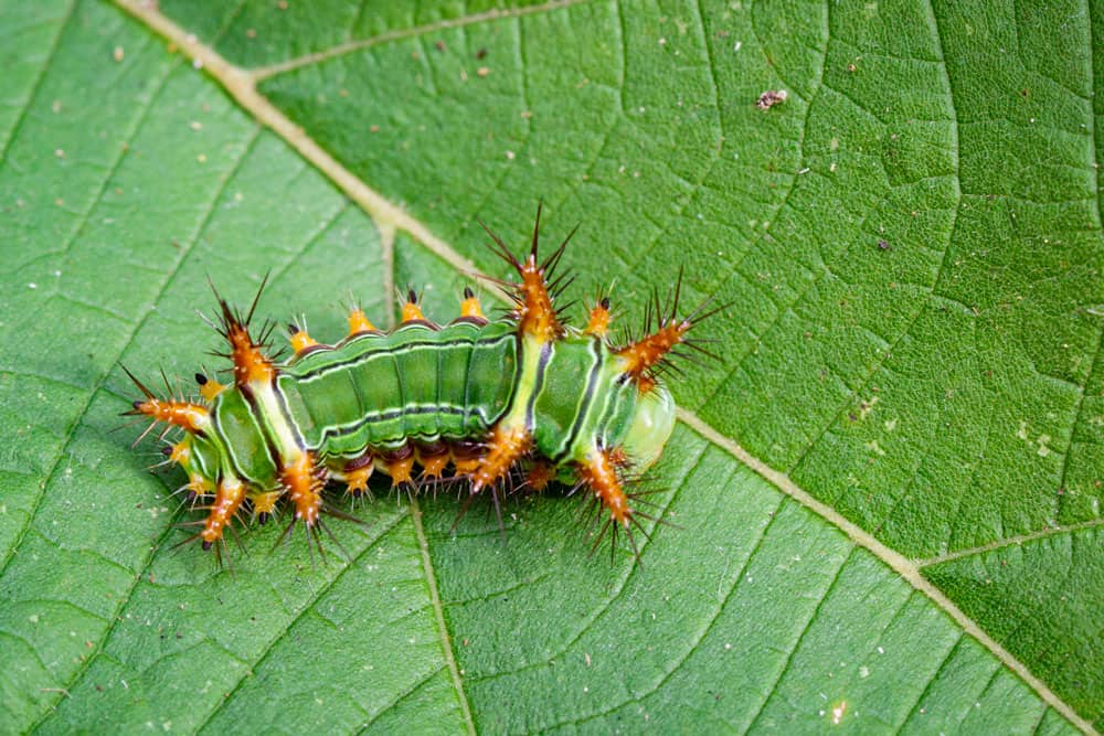 image-stinging-nettle-slug-caterpillar-cup-moth-limacodidae-green-marauder-green-leaves-insect-animal
