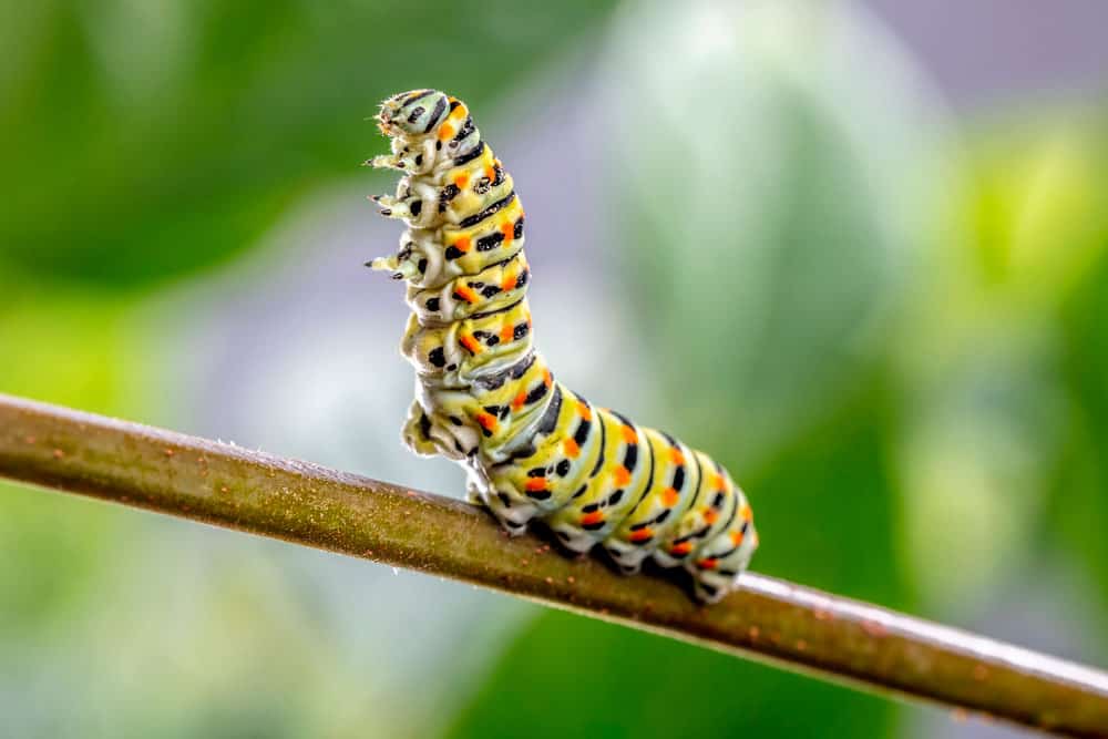 papilio-machaon-caterpillar