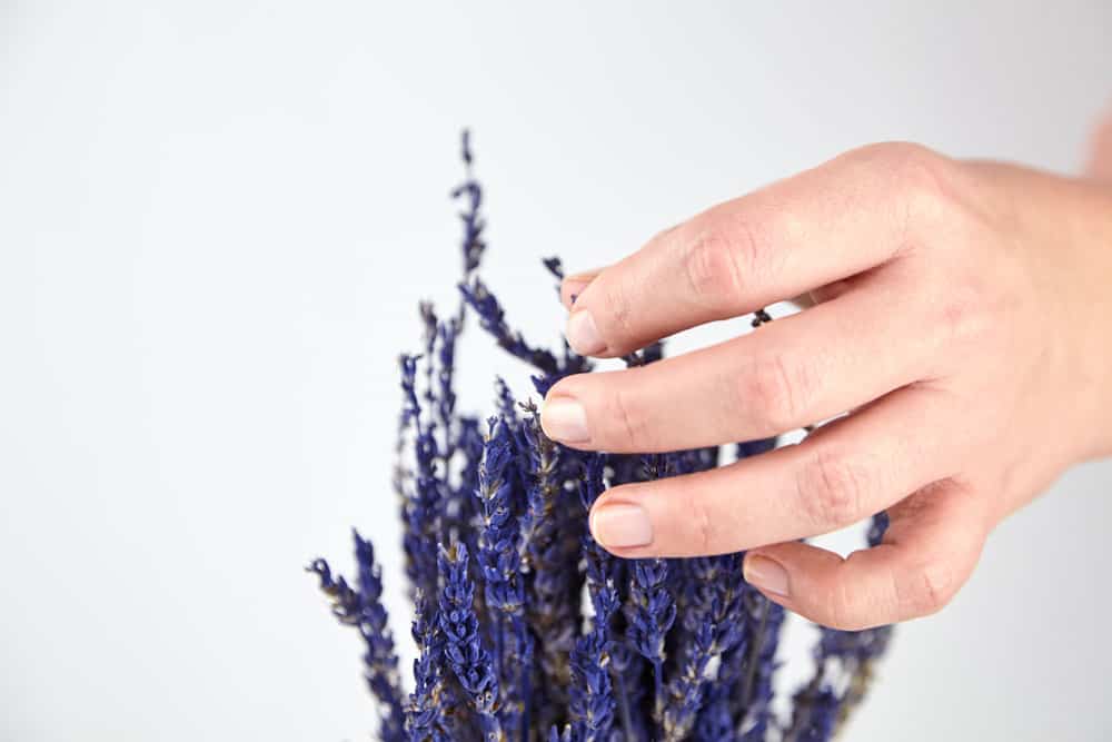 person-touching-lavender-bouquet