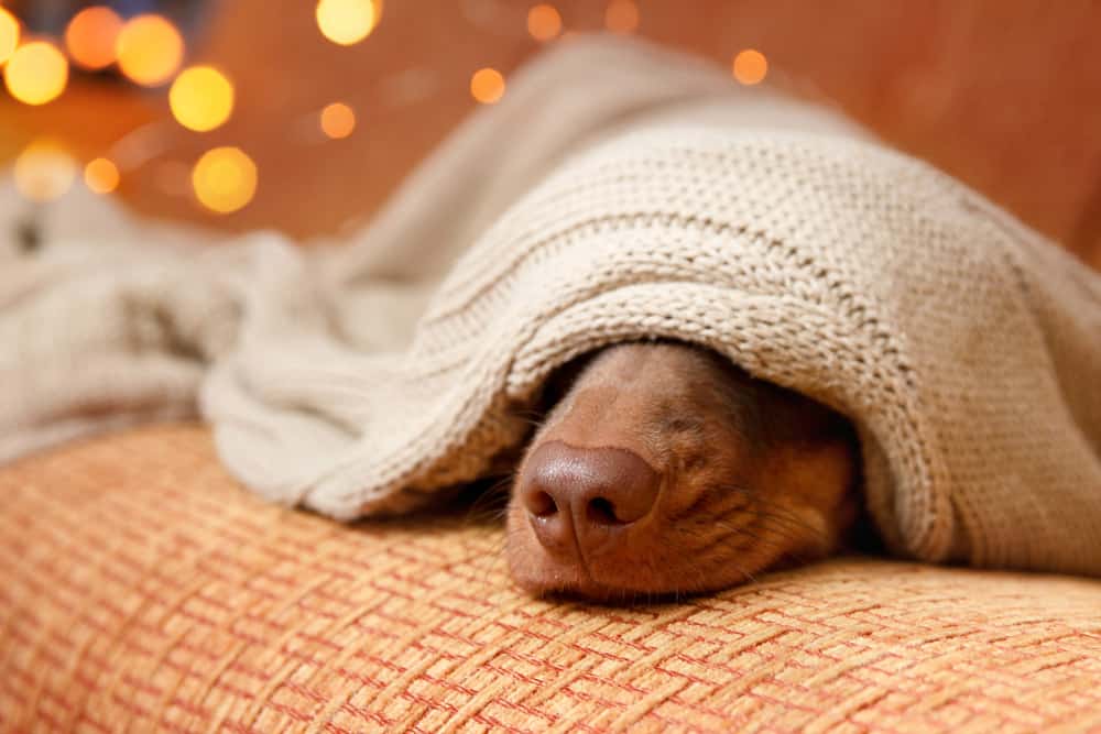 dog-sleeps-blanket-near-christmas-light-close-up-winter-concept