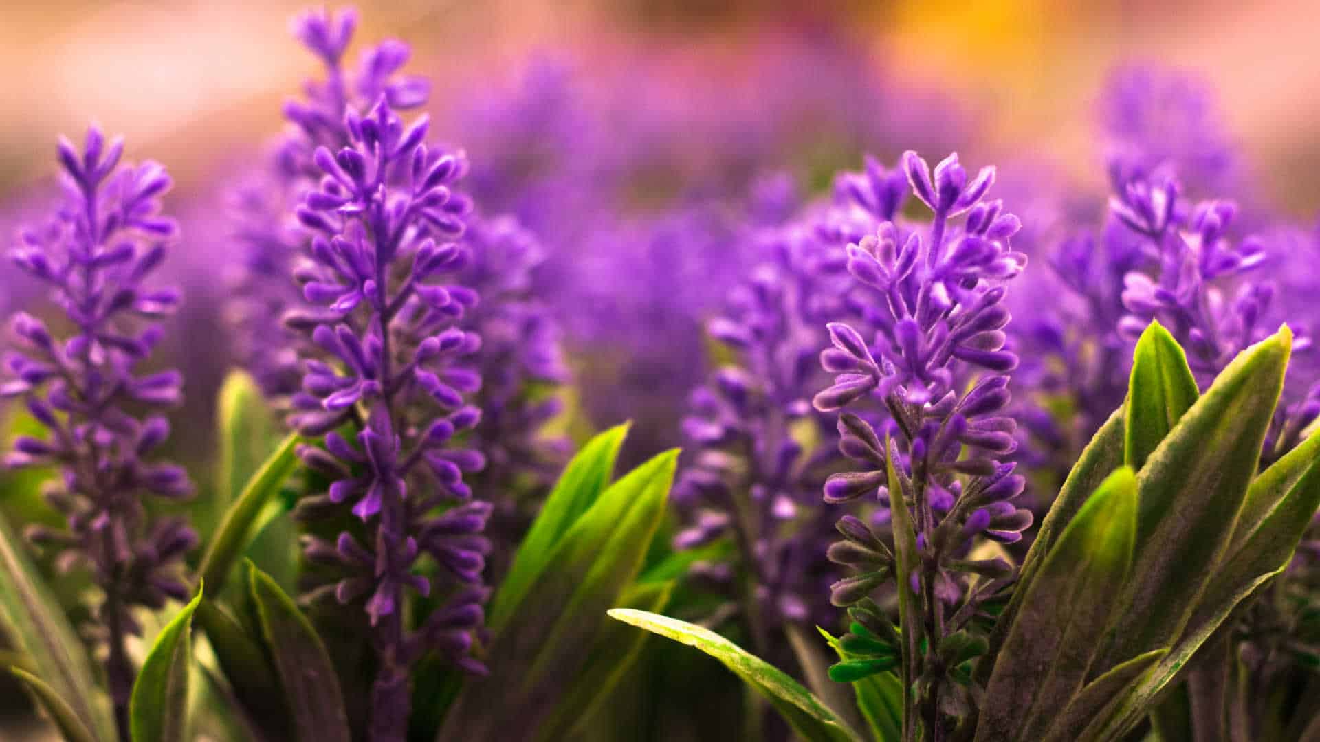 lavender-flowers-pastel-color