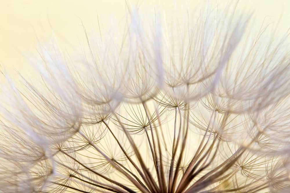 dandelion-seed-background-seed-macro-closeup-spring-nature