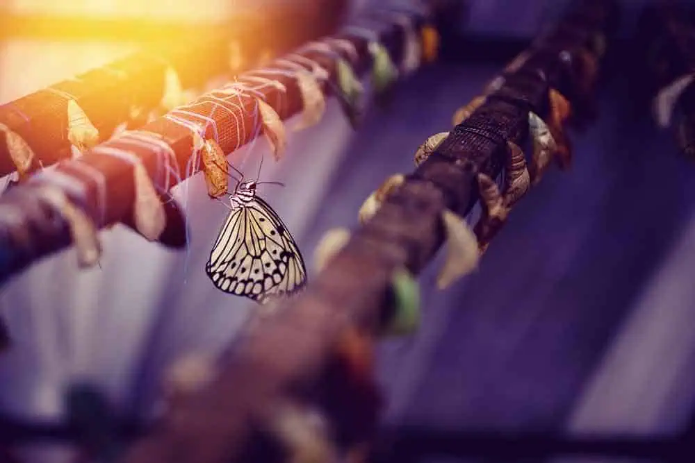 butterflies on wood butterflies on wood