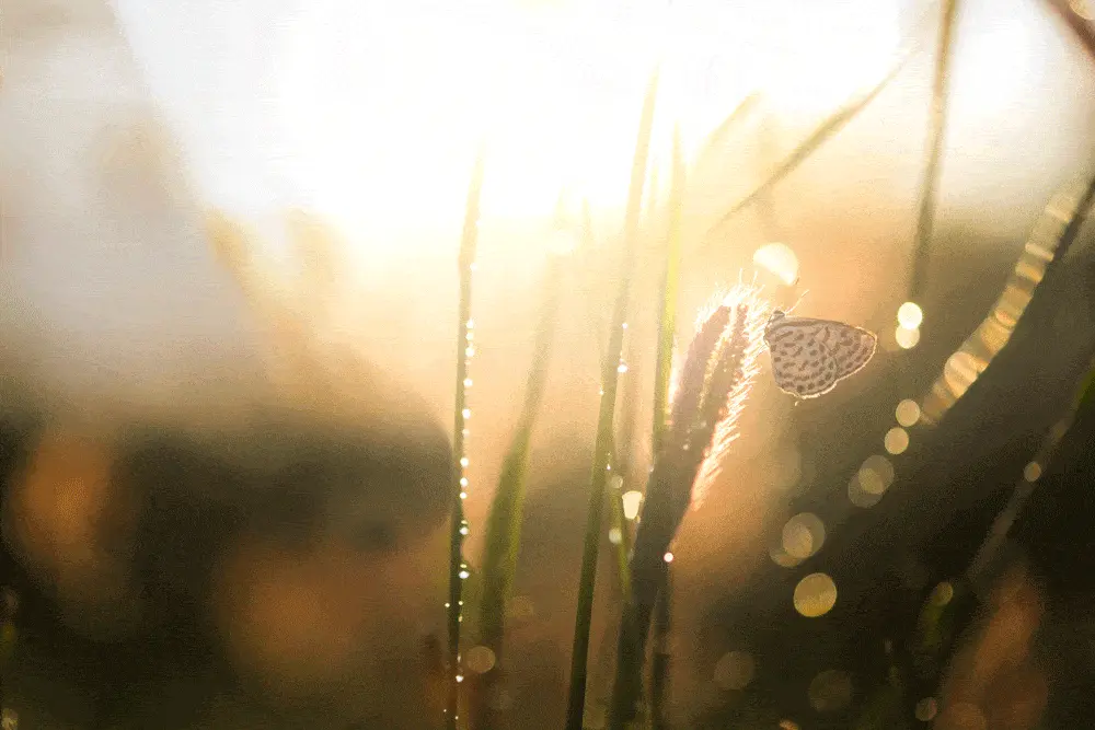 butterfly-countryside-sun butterfly-countryside-sun