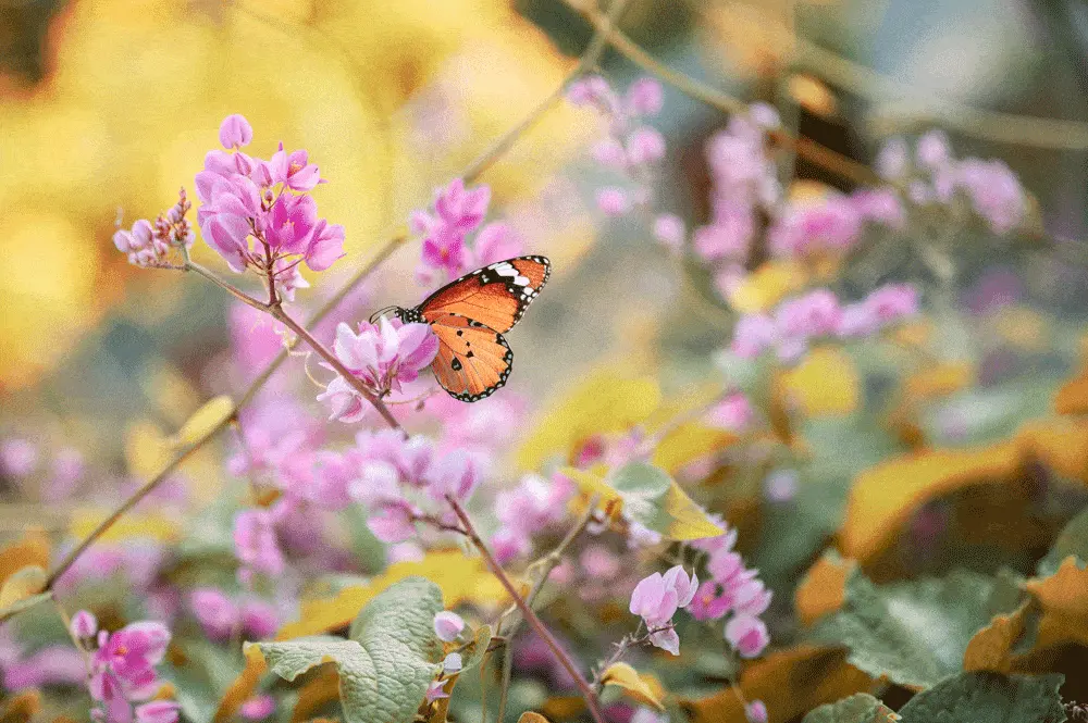Schmetterling-auf-rosa-Blumen