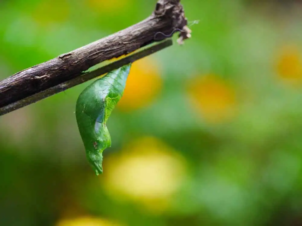 Nahaufnahme Kokon Chrysalis
