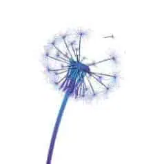 Gupta Program Dandelion