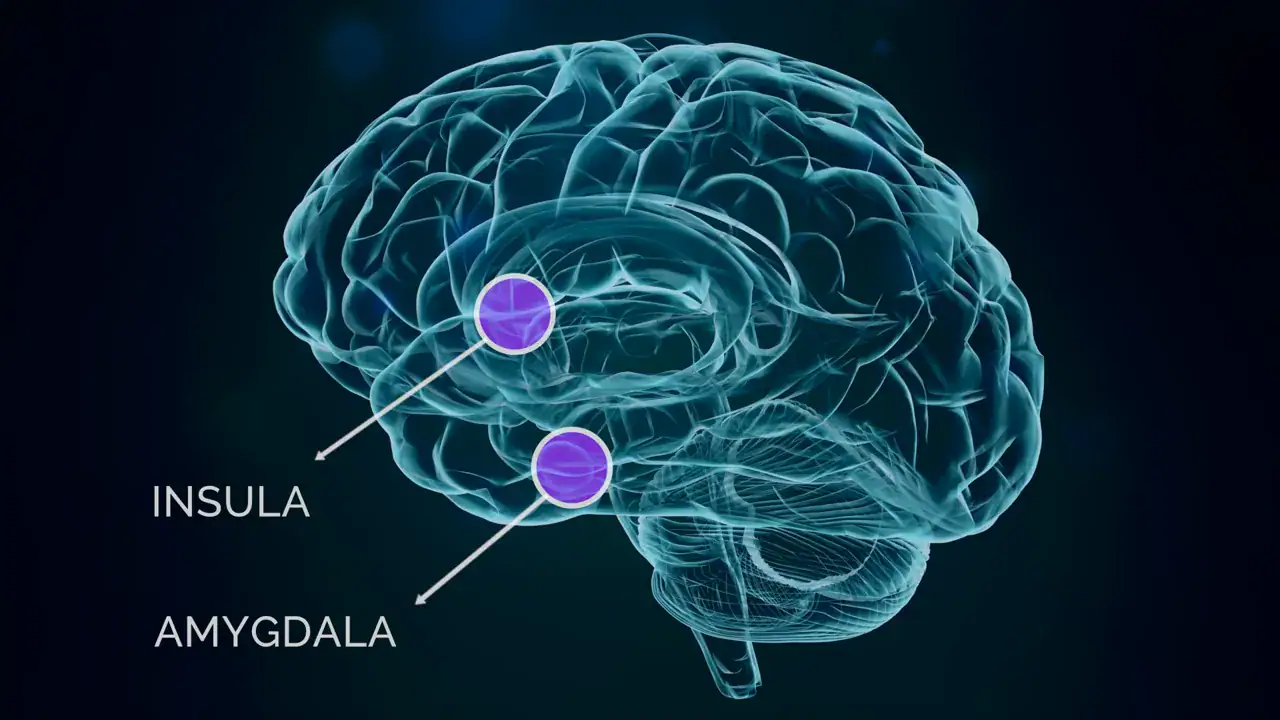 insula amygdala 1